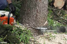 Best Storm Damage Tree Cleanup  in Lake Success, NY