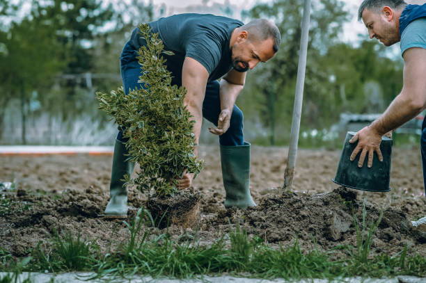 Reliable Lake Success, NY Tree Services Solutions